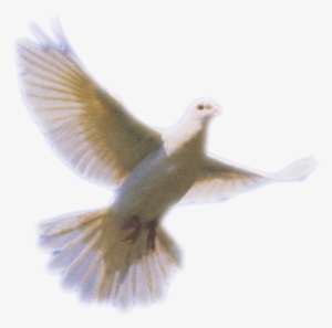 Clip Art Download Png Pictures Free Icons And Backgrounds - Holy Spirit Dove Png
