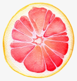 Watercolor - Grapefruit - Grapefruit Watercolor Painting