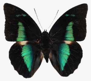 Gif Animals Png Transparent Transparent Png Bossi65 - Brush-footed Butterflies