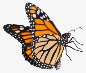 Butterflies Icon - Monarch Butterfly Transparent Background