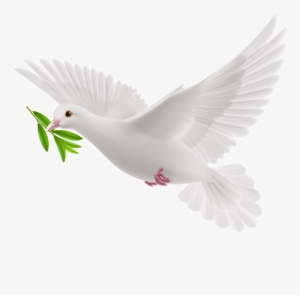 This Graphics Is Peace Dove Cartoon Transparent About - Transparent Olive Branch Dove Png