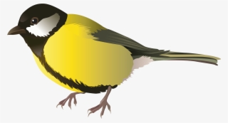 Png Black And White Yellow Png Best Web - Clipart Vögel