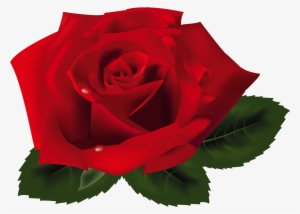 Red Rose Png