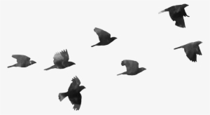 Birds Png - Birds Transparent