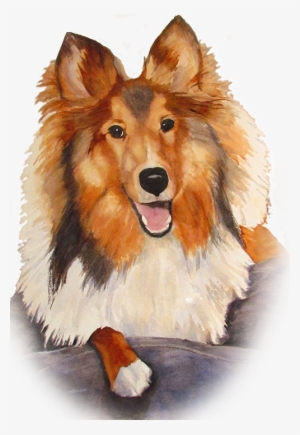 Watercolor Of Sheltie "brady" - Watercolor Dog Trans Arent
