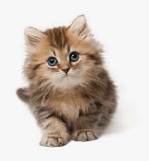 Cute Cat Kitten Png Free Images Toppng - Cute Cat Png