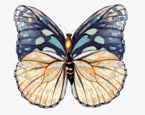 This Graphics Is Hand Painted A Beautiful Butterfly - Butterfly