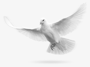 Simple Dove Png - Cash Out Ft Pusha T Creed