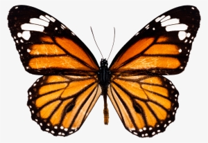 Graphic Transparent Download Monarch Butterfly Insect - Monarch Butterfly Png