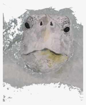 Watercolor Paintings - - Watercolor Painting