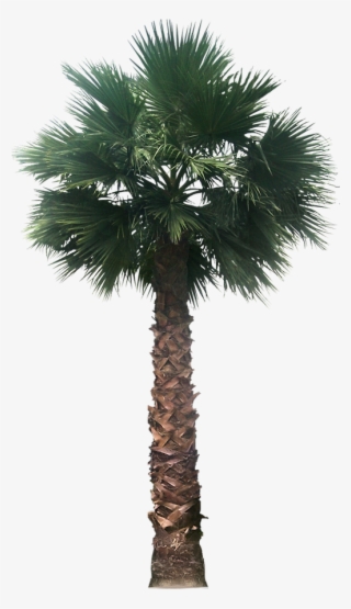 20 Free Tree Png Images - Desert Palm Tree Png