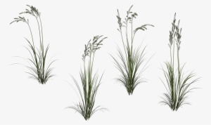 Long Grass Png High-quality Image - Long Flower Transparent