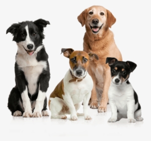 Dog Group - Dogs Calendar 2018: 16 Month Calendar