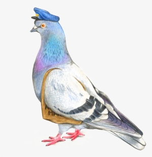Homing Pigeon Columbidae Drawing Watercolor Painting - Pigeon Drawing Colour