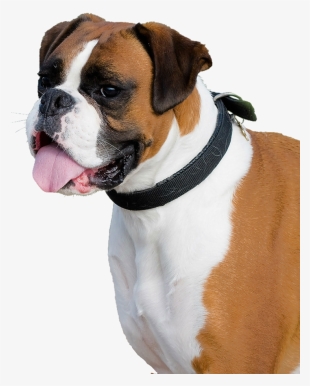 Boxer Dog Png Transparent Image - Png Dog