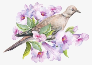 Dove Png