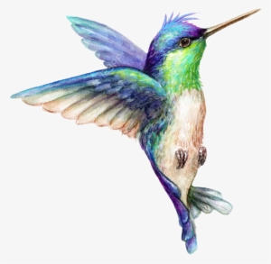 Art Hummingbird Hummingbirds Bird Birds Animals Animal - Hummingbirds Blue And Purple Green