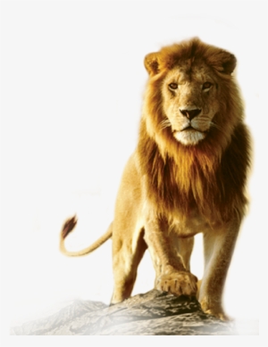 Lion - Lion Png Hd