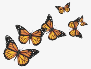 Insects - Butterfly Png