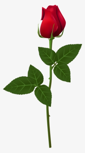 Rose Transparent