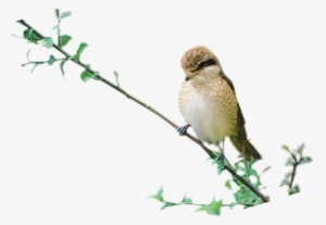 Birds Photo Transparent Image - Sand Martin