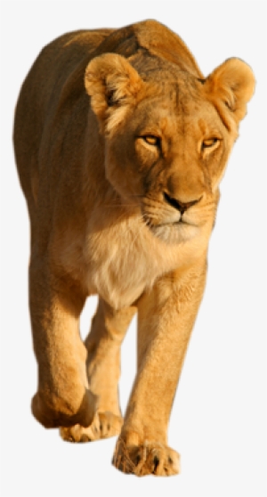 Lion Png Vectors - Lioness Png