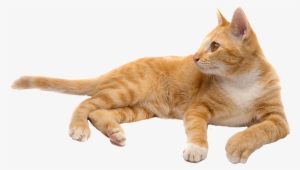 Orange Cat Png