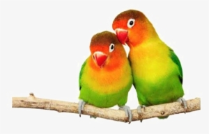 Love Birds Png Transparent Image - Love Birds