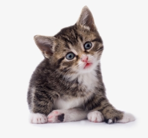 Black & White Cat Png - Kitten Png