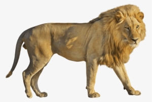 Free Png Lion Png Images Transparent - Lion Png
