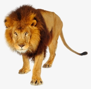 Lion Png Images And Clipart Free Download Black And - Tiger And Lion Png
