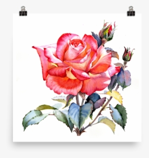 Bright And Floral Rose Watercolour Print Matte Poster - Red Roses Watercolor