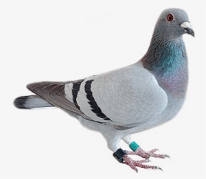 Pigeon Looking - Pigeon Emoji Png
