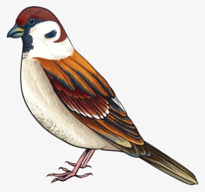 Bird Png Clipart - Cartoon Images Of Sparrow