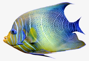 Realistic Fish Blue And Yellow Png Clipart