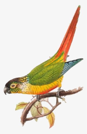 Tags - - Collage Png Bird Vintage