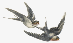 Vintage Bird Illustrations - Bird Illustration Png