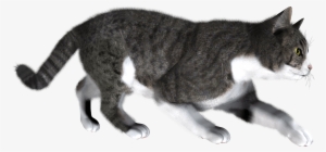 Cat Png - Have A Very Merry Christmas! Card