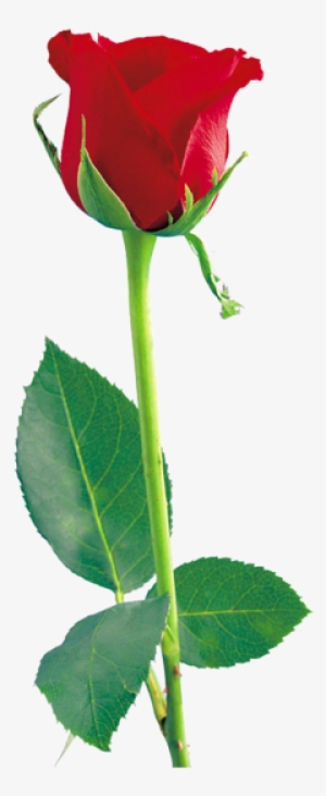Red Rose Png, Red Roses, Rose Flowers, Beautiful Flowers, - Rose Png Hd