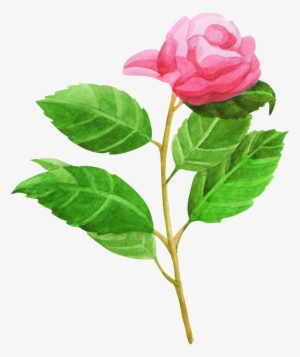 54h58picfrb 1024 X Oss Process=image/quality,q 80/watermark - Rose