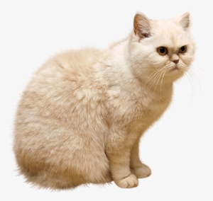 White Cat Png