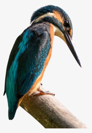 Kingfisher Png Transparent Image - Sanctuaries Bird Of Nepal List
