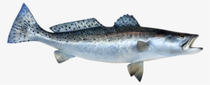 Fish Png