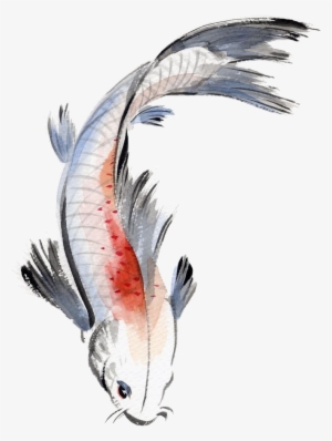 Watercolor Painting Fish Koi Koifish Watercolour Japane - Chinese Fish Painting