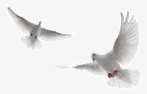 Holy Spirit Dove Png - White Doves Flying Png