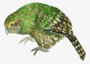 Kakapo Watercolor - Young Kakapo Mug