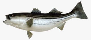 Free Png Fish Png Images Transparent - Fish Png