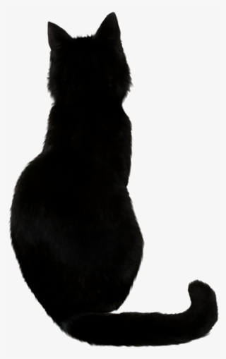 Black Cat - Back Of A Black Cat