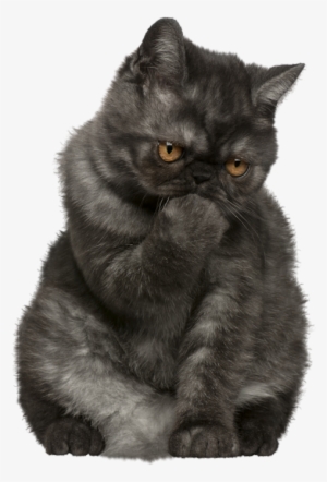 Exotic Shorthair Best Food