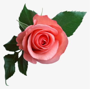 Pink Roses Transparent Background